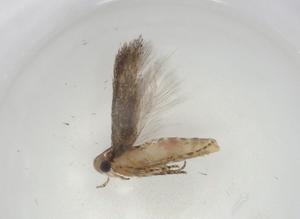  ( - CBG-A06005-E06)  @11 [ ] CreativeCommons - Attribution (2023) Centre for Biodiversity Genomics Centre for Biodiversity Genomics