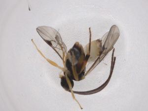  ( - CBG-A06016-C10)  @11 [ ] CreativeCommons - Attribution (2023) Centre for Biodiversity Genomics Centre for Biodiversity Genomics