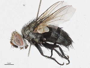  (Metaplagia robinsherwoodae - CBG-A06207-H01)  @11 [ ] CreativeCommons - Attribution (2023) CBG Photography Group Centre for Biodiversity Genomics