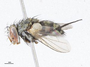  (Argyrochaetona Janzen04 - CBG-A06211-E06)  @11 [ ] CreativeCommons - Attribution (2023) CBG Photography Group Centre for Biodiversity Genomics