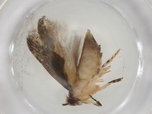  ( - CBG-A06870-B07)  @11 [ ] CreativeCommons - Attribution (2023) Centre for Biodiversity Genomics Centre for Biodiversity Genomics