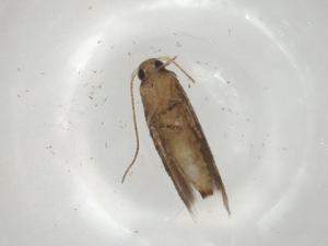  ( - CBG-A06899-G06)  @11 [ ] CreativeCommons - Attribution (2023) Centre for Biodiversity Genomics Centre for Biodiversity Genomics