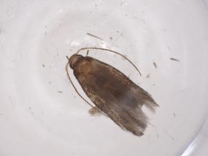  ( - CBG-A06900-C05)  @11 [ ] CreativeCommons - Attribution (2023) Centre for Biodiversity Genomics Centre for Biodiversity Genomics