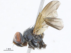  (Anisia Janzen4621 - CBG-A05430-D04)  @11 [ ] CreativeCommons - Attribution Share - Alike (2023) CBG Photography Group Centre for Biodiversity Genomics
