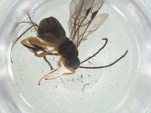  (Nealiolus Malaise1692 - CBG-A14971-F11)  @11 [ ] CreativeCommons - Attribution Share - Alike (2024) Centre for Biodiversity Genomics Centre for Biodiversity Genomics