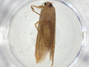  (Hypatopa Malaise4919 - CBG-A27306-H09)  @11 [ ] CreativeCommons - Attribution Share - Alike (2024) Centre for Biodiversity Genomics Centre for Biodiversity Genomics