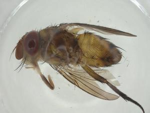  (Siphona Janzen5860 - CBG-A27314-C02)  @11 [ ] CreativeCommons - Attribution Share - Alike (2024) Centre for Biodiversity Genomics Centre for Biodiversity Genomics