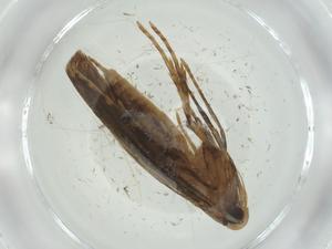  ( - CBG-A27322-C08)  @11 [ ] CreativeCommons - Attribution Share - Alike (2024) Centre for Biodiversity Genomics Centre for Biodiversity Genomics