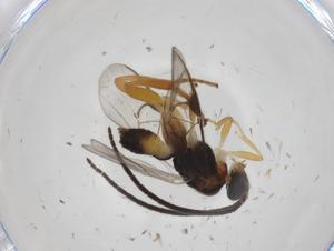  (Hypomicrogaster Malaise4735 - CBG-A27324-C11)  @11 [ ] CreativeCommons - Attribution Share - Alike (2024) Centre for Biodiversity Genomics Centre for Biodiversity Genomics
