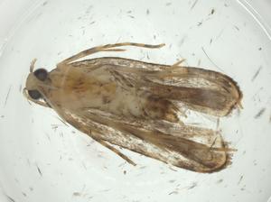  ( - CBG-A27326-A01)  @11 [ ] CreativeCommons - Attribution Share - Alike (2024) Centre for Biodiversity Genomics Centre for Biodiversity Genomics