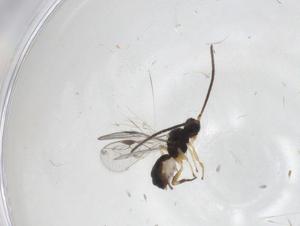  (Pseudognaptodon Malaise0342 - CBG-A27329-H02)  @11 [ ] CreativeCommons - Attribution Share - Alike (2024) Centre for Biodiversity Genomics Centre for Biodiversity Genomics