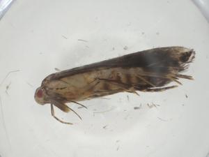  ( - CBG-A27334-C05)  @11 [ ] CreativeCommons - Attribution Share - Alike (2024) Centre for Biodiversity Genomics Centre for Biodiversity Genomics