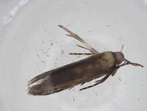  ( - CBG-A27345-F06)  @11 [ ] CreativeCommons - Attribution Share - Alike (2024) Centre for Biodiversity Genomics Centre for Biodiversity Genomics