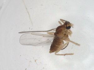  (Siphona Janzen6237 - CBG-A27351-G08)  @11 [ ] CreativeCommons - Attribution Share - Alike (2024) Centre for Biodiversity Genomics Centre for Biodiversity Genomics