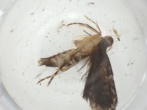  ( - CBG-A27367-A01)  @11 [ ] CreativeCommons - Attribution Share - Alike (2024) Centre for Biodiversity Genomics Centre for Biodiversity Genomics