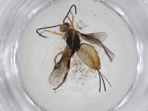  (Bracon Malaise2217 - CBG-A27368-F02)  @11 [ ] CreativeCommons - Attribution Share - Alike (2024) Centre for Biodiversity Genomics Centre for Biodiversity Genomics