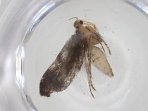  ( - CBG-A30898-G03)  @11 [ ] CreativeCommons - Attribution Share - Alike (2024) Centre for Biodiversity Genomics Centre for Biodiversity Genomics