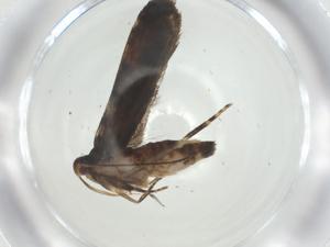  ( - CBG-A31084-E02)  @11 [ ] CreativeCommons - Attribution Share - Alike (2024) Centre for Biodiversity Genomics Centre for Biodiversity Genomics