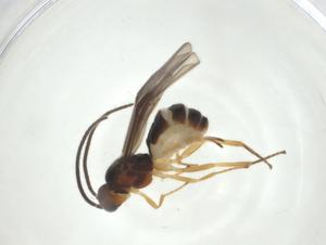  (Bracon Malaise9619 - CBG-A31084-H07)  @11 [ ] CreativeCommons - Attribution Share - Alike (2024) Centre for Biodiversity Genomics Centre for Biodiversity Genomics