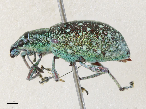  ( - CBG-A31783-B04)  @11 [ ] CreativeCommons - Attribution Share - Alike (2024) CBG Photography Group Centre for Biodiversity Genomics