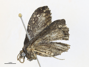  (Prosoparia Sullivan8906 - CBG-A31785-B01)  @11 [ ] CreativeCommons - Attribution Share - Alike (2024) CBG Photography Group Centre for Biodiversity Genomics