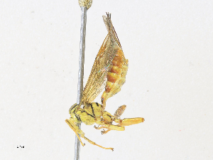  ( - CBG-A31786-B07)  @11 [ ] CreativeCommons - Attribution Share-Alike (2024) CBG Photography Group Centre for Biodiversity Genomics