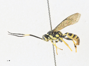  ( - CBG-A31786-B08)  @11 [ ] CreativeCommons - Attribution Share-Alike (2024) CBG Photography Group Centre for Biodiversity Genomics