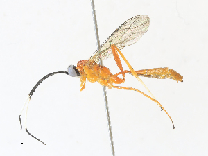  ( - CBG-A31786-B12)  @11 [ ] CreativeCommons - Attribution Share-Alike (2024) CBG Photography Group Centre for Biodiversity Genomics