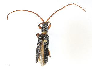  ( - CBG-A31786-E04)  @11 [ ] CreativeCommons - Attribution Share-Alike (2024) CBG Photography Group Centre for Biodiversity Genomics