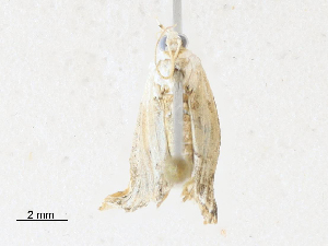  (cramMalaise01 Malaise3313 - CBG-A31787-F12)  @11 [ ] CreativeCommons - Attribution Share-Alike (2024) CBG Photography Group Centre for Biodiversity Genomics