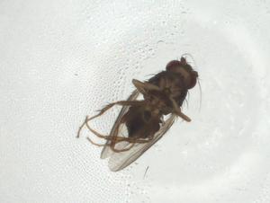  ( - CBG-A32534-G10)  @11 [ ] CreativeCommons - Attribution Share - Alike (2024) Centre for Biodiversity Genomics Centre for Biodiversity Genomics