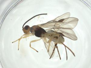  (Bracon Malaise2499 - CBG-A32541-H01)  @11 [ ] CreativeCommons - Attribution Share - Alike (2024) Centre for Biodiversity Genomics Centre for Biodiversity Genomics