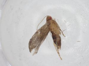  ( - CBG-A32543-B07)  @11 [ ] CreativeCommons - Attribution Share - Alike (2024) Centre for Biodiversity Genomics Centre for Biodiversity Genomics