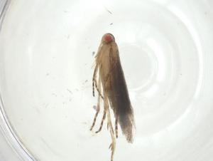  ( - CBG-A32544-H04)  @11 [ ] CreativeCommons - Attribution Share - Alike (2024) Centre for Biodiversity Genomics Centre for Biodiversity Genomics