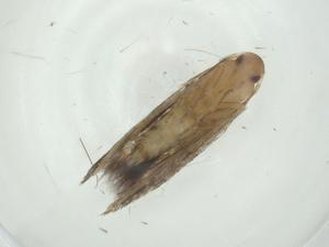  ( - CBG-A32548-A09)  @11 [ ] CreativeCommons - Attribution Share - Alike (2024) Centre for Biodiversity Genomics Centre for Biodiversity Genomics