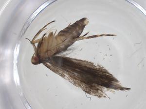  ( - CBG-A32567-G11)  @11 [ ] CreativeCommons - Attribution Share - Alike (2024) Centre for Biodiversity Genomics Centre for Biodiversity Genomics