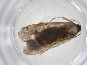  ( - CBG-A32567-H05)  @11 [ ] CreativeCommons - Attribution Share - Alike (2024) Centre for Biodiversity Genomics Centre for Biodiversity Genomics