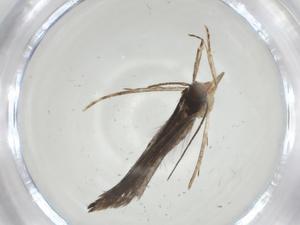  ( - CBG-A32568-D10)  @11 [ ] CreativeCommons - Attribution Share - Alike (2024) Centre for Biodiversity Genomics Centre for Biodiversity Genomics