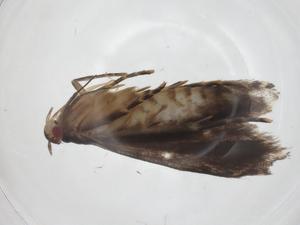  ( - CBG-A32580-H07)  @11 [ ] CreativeCommons - Attribution Share - Alike (2024) Centre for Biodiversity Genomics Centre for Biodiversity Genomics