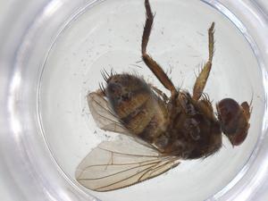  ( - CBG-A32588-H06)  @11 [ ] CreativeCommons - Attribution Share - Alike (2024) Centre for Biodiversity Genomics Centre for Biodiversity Genomics