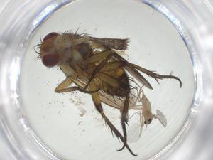  (Ceromya Malaise9320 - CBG-A32589-G12)  @11 [ ] CreativeCommons - Attribution Share - Alike (2024) Centre for Biodiversity Genomics Centre for Biodiversity Genomics