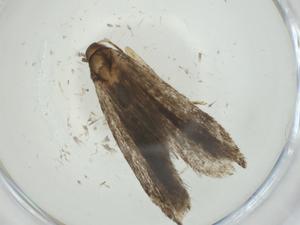  ( - CBG-A32595-D07)  @11 [ ] CreativeCommons - Attribution Share - Alike (2024) Centre for Biodiversity Genomics Centre for Biodiversity Genomics