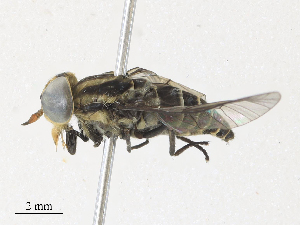  ( - CBG-A33438-C06)  @11 [ ] CreativeCommons - Attribution Share - Alike (2024) CBG Photography Group Centre for Biodiversity Genomics