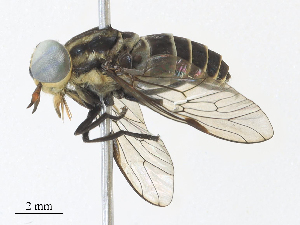  ( - CBG-A33438-C12)  @11 [ ] CreativeCommons - Attribution Share - Alike (2024) CBG Photography Group Centre for Biodiversity Genomics