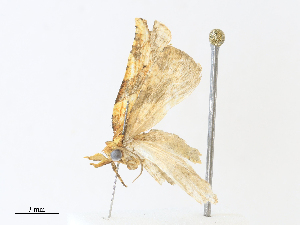  ( - CBG-A33441-F12)  @11 [ ] CreativeCommons - Attribution Share - Alike (2024) CBG Photography Group Centre for Biodiversity Genomics