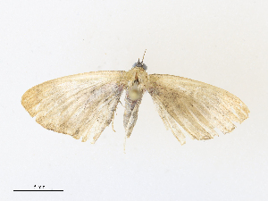  ( - CBG-A33441-G10)  @11 [ ] CreativeCommons - Attribution Share - Alike (2024) CBG Photography Group Centre for Biodiversity Genomics