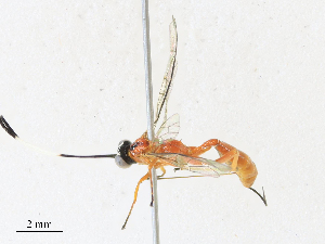  ( - CBG-A33442-C12)  @11 [ ] CreativeCommons - Attribution Share - Alike (2024) CBG Photography Group Centre for Biodiversity Genomics