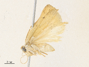  ( - CBG-A33443-H05)  @11 [ ] CreativeCommons - Attribution Share - Alike (2024) CBG Photography Group Centre for Biodiversity Genomics