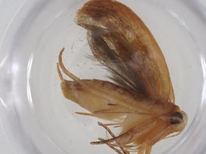  ( - CBG-A33525-E03)  @11 [ ] CreativeCommons - Attribution Share - Alike (2024) Centre for Biodiversity Genomics Centre for Biodiversity Genomics