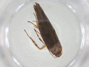  ( - CBG-A33531-C11)  @11 [ ] CreativeCommons - Attribution Share - Alike (2024) Centre for Biodiversity Genomics Centre for Biodiversity Genomics